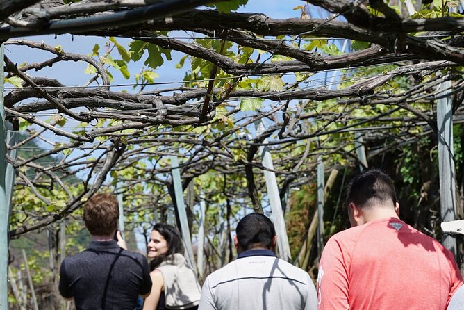 Full-Day Madeira Wine Tasting Tour with Lunch - Estreito de Câmara de Lobos: terraced vineyards and classic south-coast views