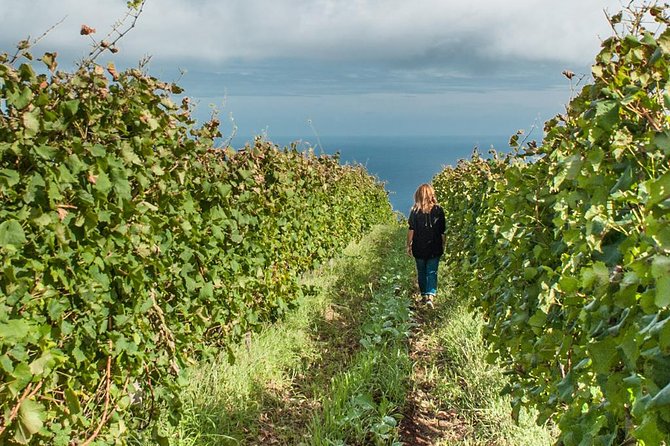 Full-Day Madeira Wine Tasting Tour with Lunch - Funchal in the middle of the day: quick city context, not a long detour
