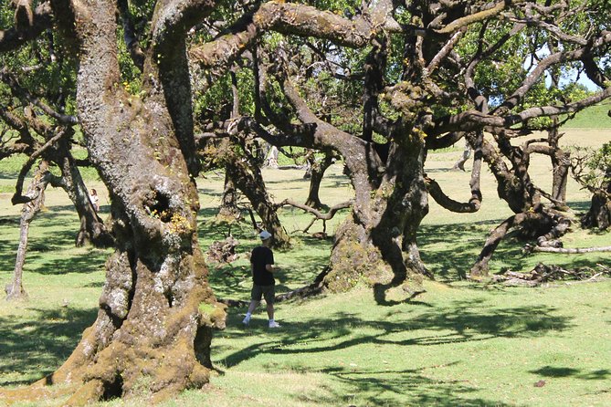Full-Day Small Group Jeep Safari Tour from Funchal - Price and Value: Is $83.27 Worth It?