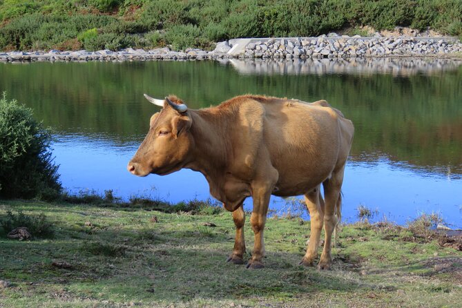 Full Day Tour in 4x4 Jeep to Porto Moniz and Fanal - Fanal Forest Photos: What to Expect When Weather Turns