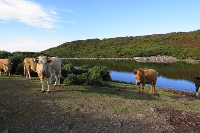 Full Day Tour in 4x4 Jeep to Porto Moniz and Fanal - Porto Moniz: Natural Swimming Pools and the Volcanic Theater