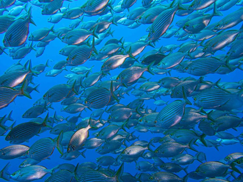 Funchal: Advanced Scuba Diving Afonso Cerqueira Wreck - Gear and what’s included in the $64 price