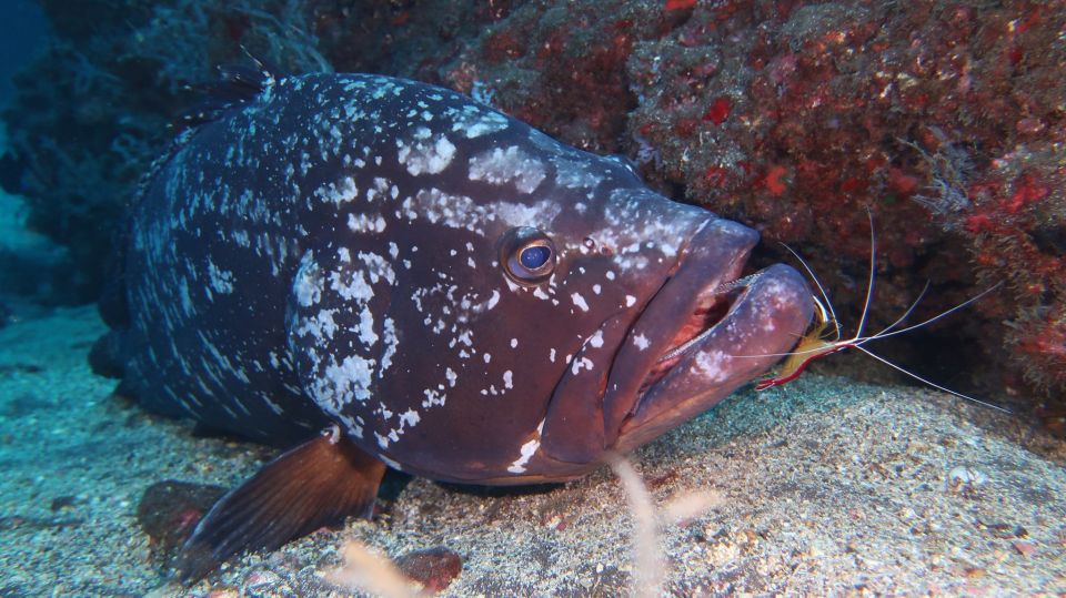 Funchal: Advanced Scuba Diving Afonso Cerqueira Wreck - Cabo Girao area: what that stop means in practice