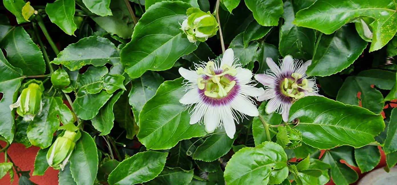 Funchal Agriculture Green Tour - What the day feels like end-to-end (and where you might lose time)