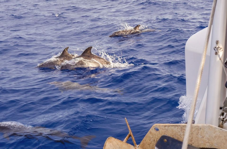 Funchal Bay: Dolphin & Whale Watch Luxury Catamaran Cruise - Cabo Girão anchored swim/snorkel: the best reason to book even if wildlife is quiet