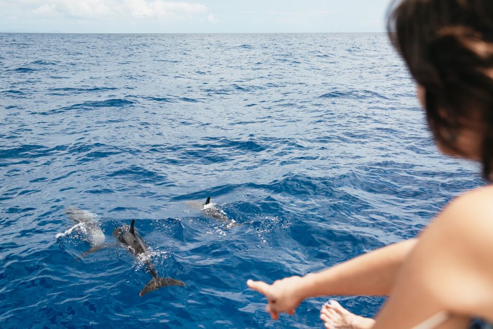 Funchal Bay: Dolphin & Whale Watch Luxury Catamaran Cruise - Price and value for $47: what you’re really paying for
