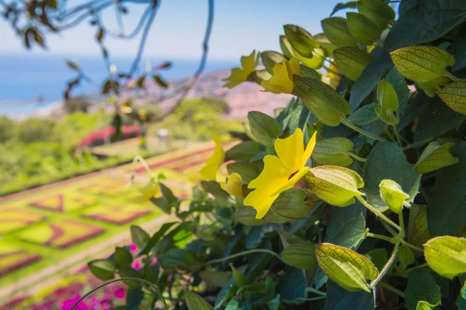 Funchal: Botanical Garden and Old Town Private Tuk-Tuk Tour - Who should book this tour, and who should skip it