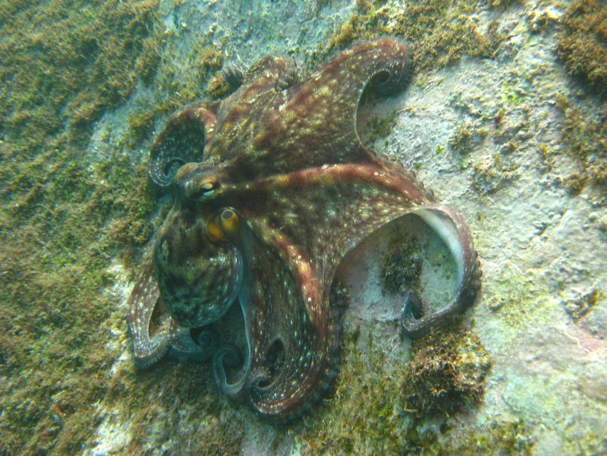 Funchal: Certified Scuba Diving, Guided Tour - UW-Scooter Time and How to Get Better Underwater Photos