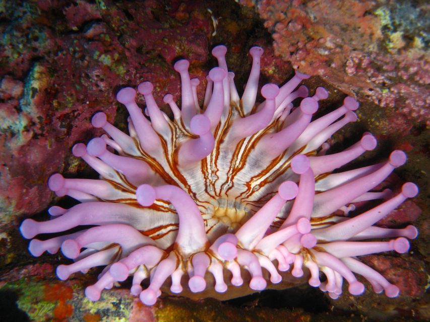 Funchal: Certified Scuba Diving, Guided Tour - Who This Is Best For (and Who Should Skip It)