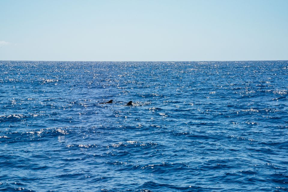 Funchal: Dolphin and Whale Watching by Luxury Catamaran - Finding Magic Dolphin at Pier 8 (and not doing a mini treasure hunt)