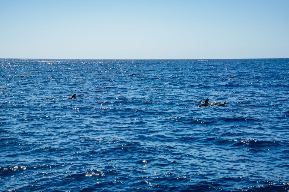 Funchal: Dolphin and Whale Watching by Luxury Catamaran - Cabo Girão: the sea-cliff anchor point that gives the trip its wow factor