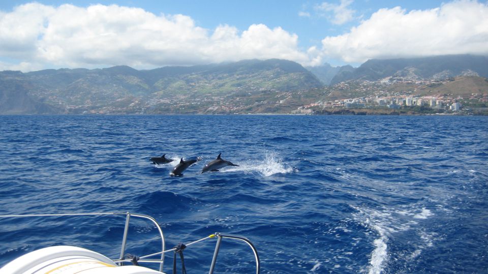 Funchal: Dolphin and Whale Watching Catamaran Cruise - How this Funchal catamaran cruise fits Madeira’s coastline