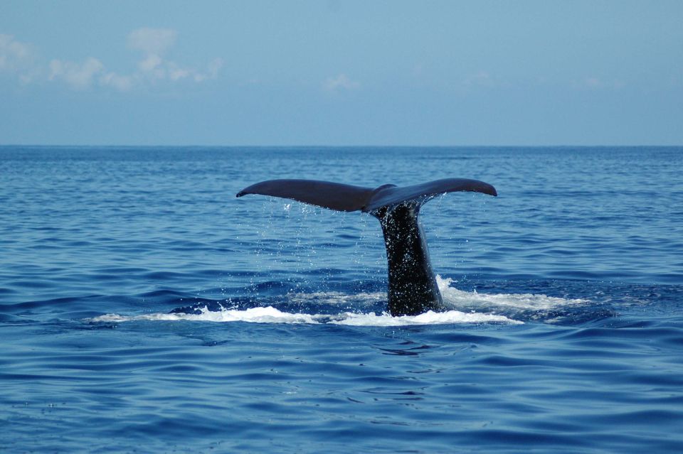 Funchal: Dolphin and Whale Watching Catamaran Cruise - When to set expectations for dolphins, whales, and turtles