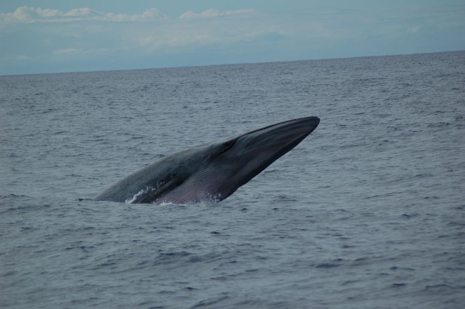Funchal: Dolphin and Whale Watching Catamaran Cruise - Meeting in Funchal and staying on schedule
