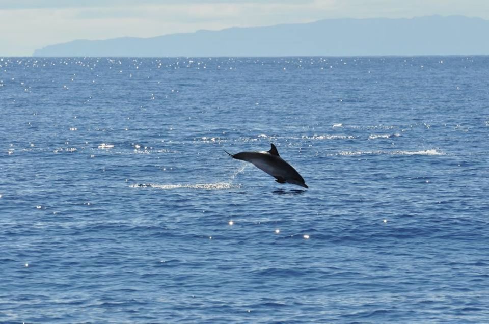 Funchal: Dolphin and Whale Watching Catamaran Cruise - The onboard guide: what you’ll learn in plain terms