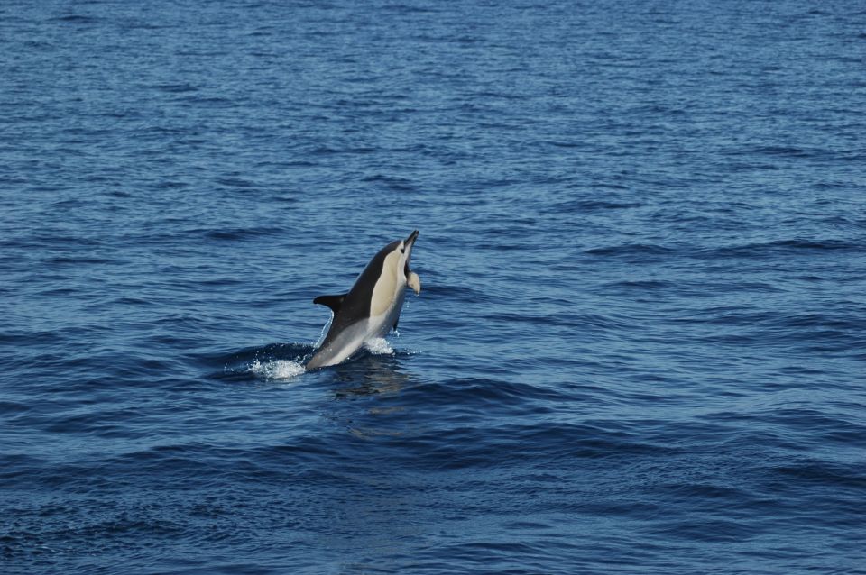 Funchal: Dolphin and Whale Watching Catamaran Cruise - The 3-hour flow: from departure to Cabo Girão and back
