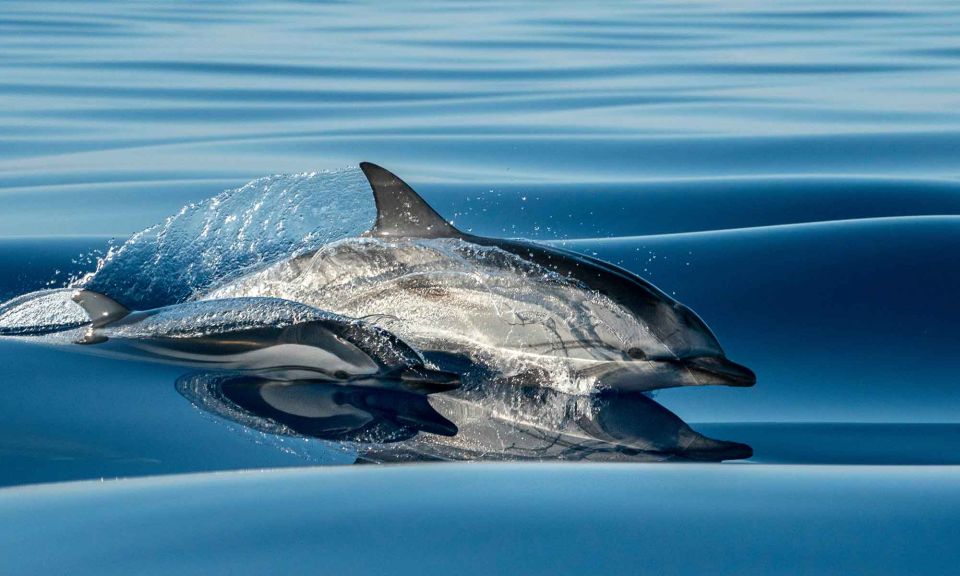 Funchal: Dolphin and Whale Watching Cruise - Quick hits before you go