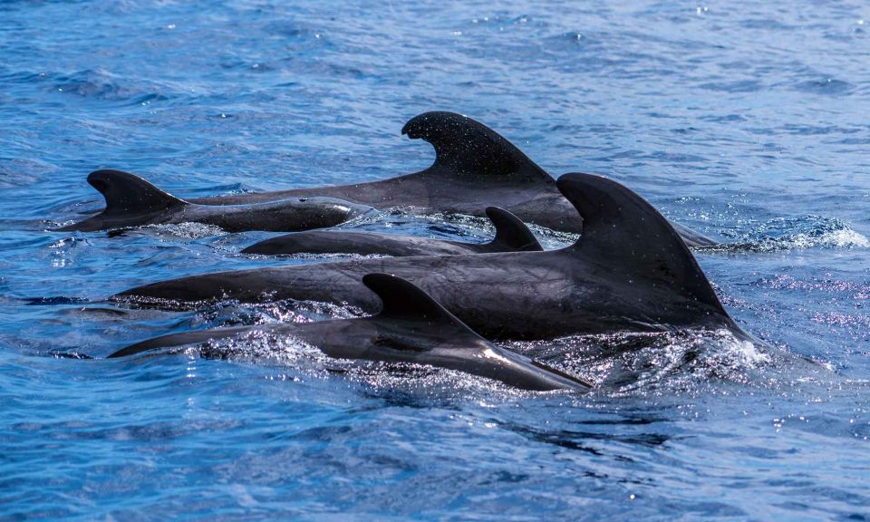 Funchal: Dolphin and Whale Watching Cruise - What to bring (based on the real wet-spray experience)