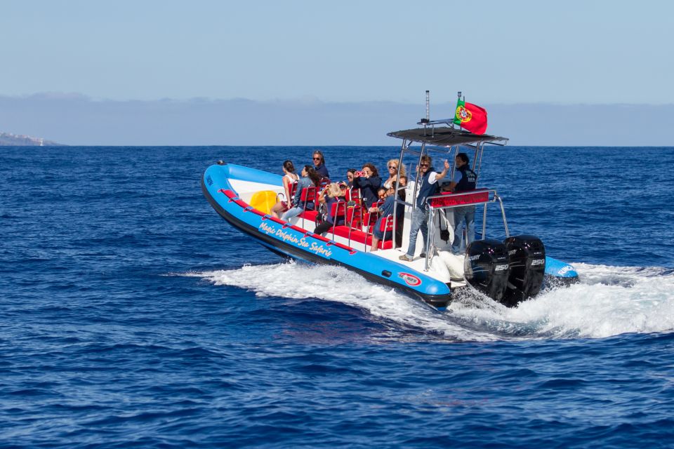 Funchal: Dolphin and Whale Watching Cruise - What you can actually see offshore: dolphins, whales, sea turtles, birds