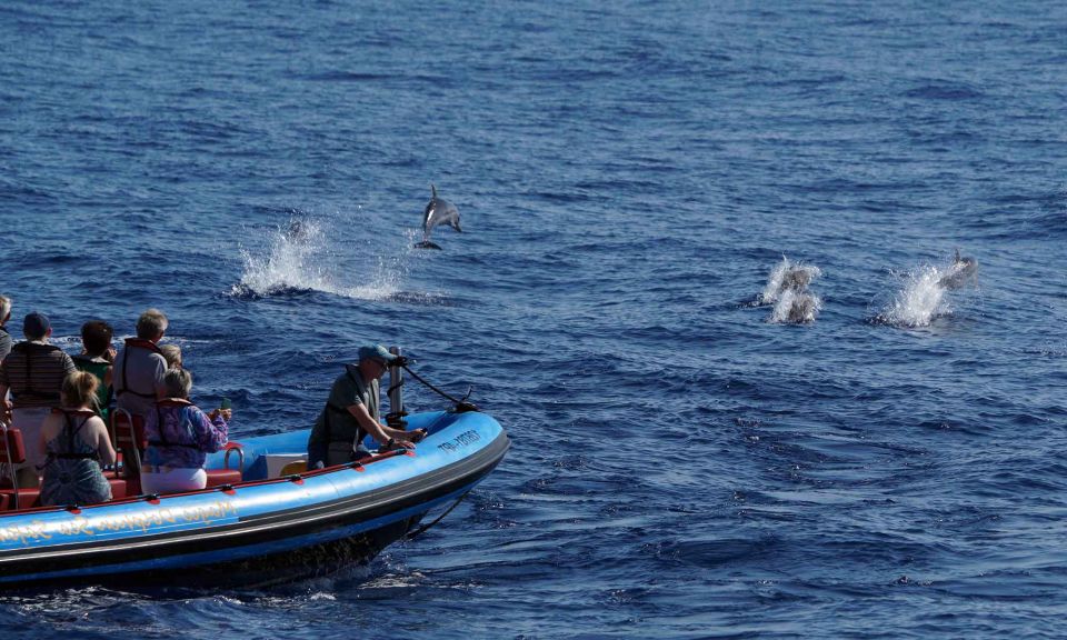 Funchal: Dolphin and Whale Watching Cruise - The two-hour flow: coast views, offshore searching, then wildlife time