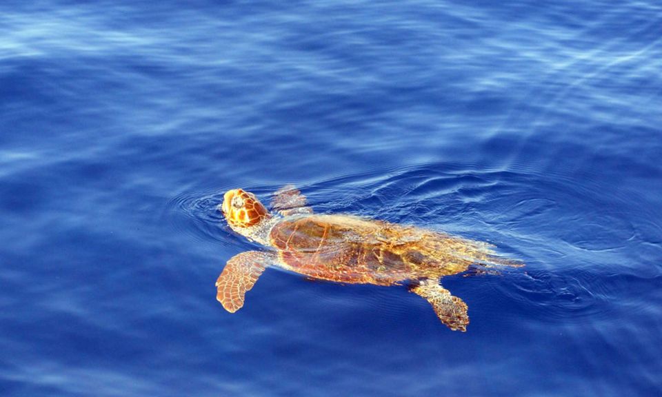 Funchal: Dolphin and Whale Watching Cruise - Seats, safety, and the wet reality of a speedboat