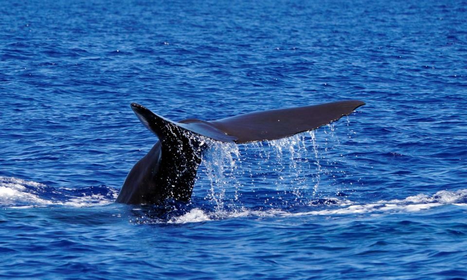 Funchal: Dolphin and Whale Watching Cruise - Small group advantage: better animal time, less crowd noise