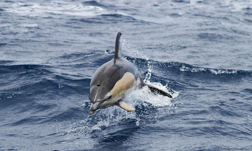 Funchal: Dolphin and Whale Watching Cruise - Price and value: how $58 stacks up in Funchal