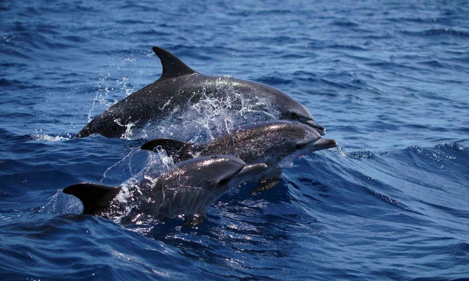 Funchal: Dolphin and Whale Watching Cruise - Where it starts at Magic Dolphin (and why arriving early matters)