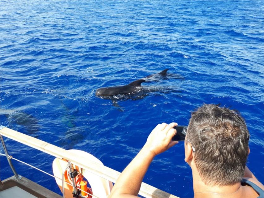 Funchal: Dolphin and Whale Watching Sailing Trip - FAQ