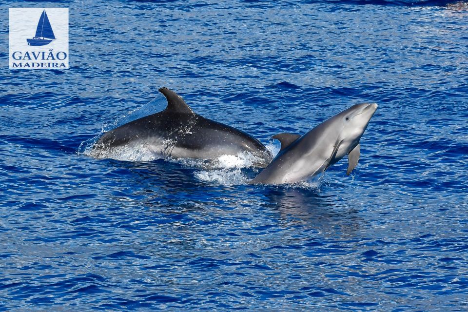 Funchal: Dolphin and Whale Watching Sailing Trip - What’s Included, What’s Not, and What That Means for Your Day