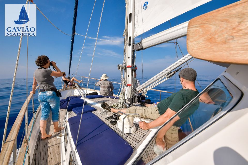 Funchal: Dolphin and Whale Watching Sailing Trip - Pricing and Value: Why About $47 Can Make Sense