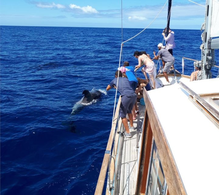 Funchal: Dolphin and Whale Watching Sailing Trip - Should You Book Gaviao Madeira’s Dolphin and Whale Watching Trip?