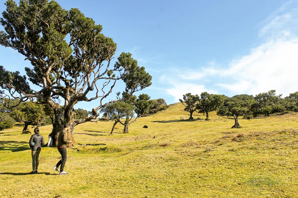Funchal: Enchanted Terraces, Porto do Moniz & Fanal 4WD Tour - Key Points Worth Noting