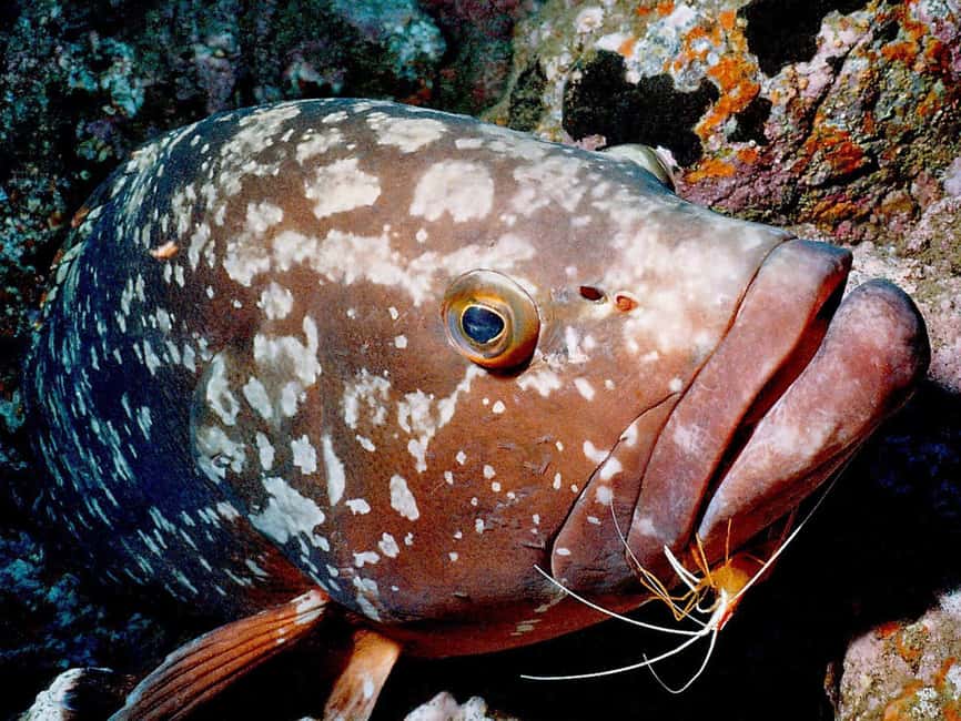 Funchal: Garajau national park - certified divers - Key highlights worth planning for