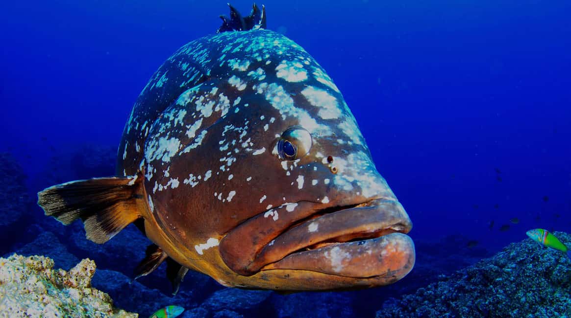 Funchal: Garajau national park - certified divers - Getting on the boat: short swim, then a 10–15 minute ride east