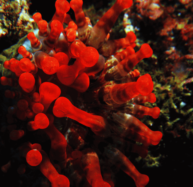 Funchal: Garajau national park - certified divers - The human factor: Ricardo and the kind of safety you want