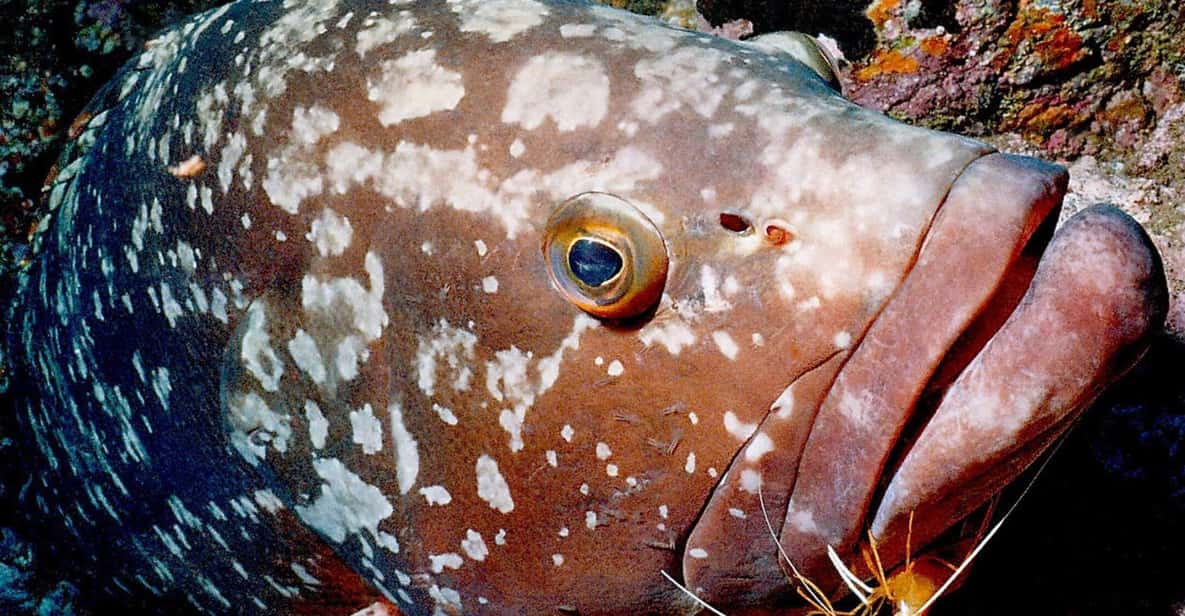 Funchal: Garajau national park - certified divers - Certified-only rules: why they protect the whole group (including you)