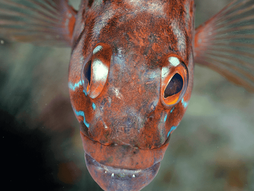 Funchal: Garajau national park - certified divers - What’s included for the $50 price: value breakdown that makes sense