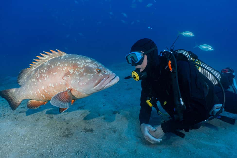 Funchal: Garajau national park - certified divers - Where you meet in Funchal: Pestana Carlton and the quick path to sea level