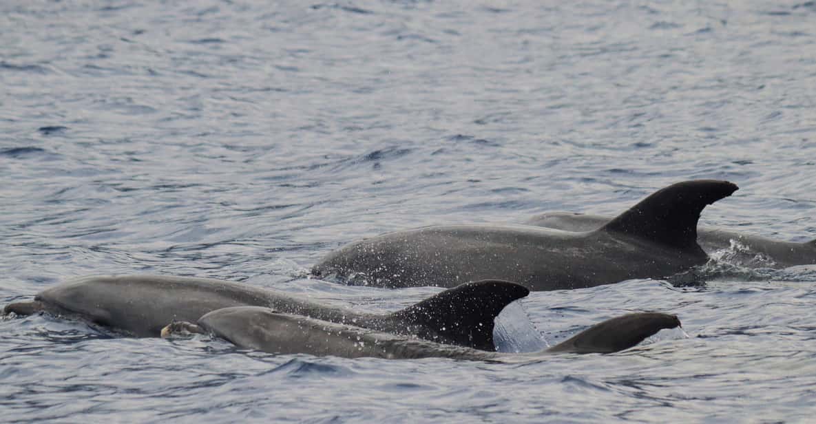 Funchal: Guarantee Wild Dolphin&Whale Watching by RIB - Key highlights I’d circle before you go
