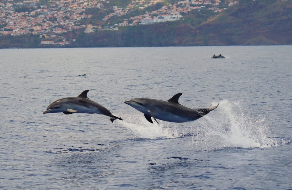 Funchal: Guarantee Wild Dolphin&Whale Watching by RIB - Practical Tips: What to Bring for Madeira Sea Wind