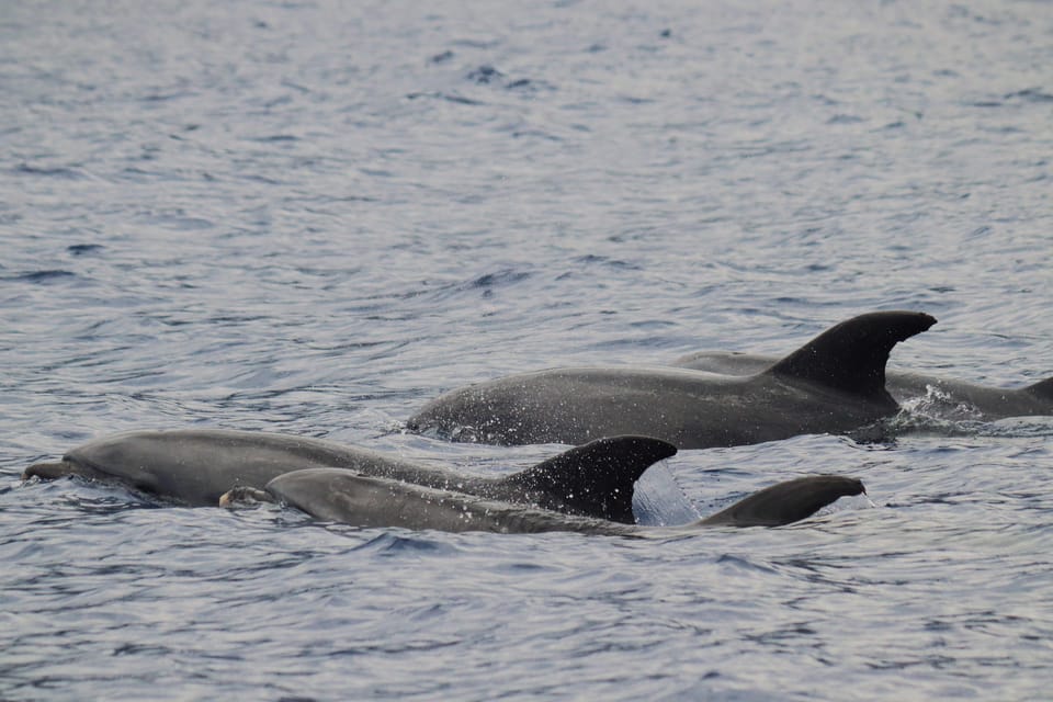 Funchal: Guarantee Wild Dolphin&Whale Watching by RIB - A Small-Boat RIB Run for Wild Dolphins and Whale Encounters