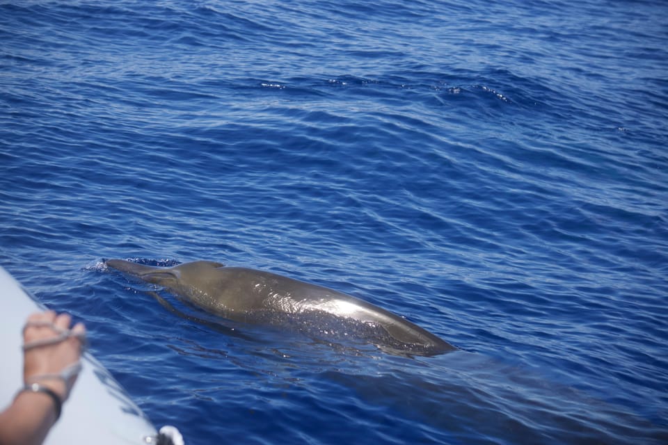 Funchal: Guarantee Wild Dolphin&Whale Watching by RIB - Getting from Funchal Harbor to Open Ocean (and Why the Safety Briefing Matters)