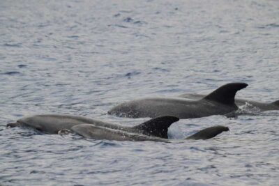 Funchal: Guarantee Wild Dolphin&Whale Watching by RIB - 2.5 Hours at Sea: The Pace, the Patience, and the Payoff