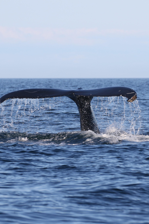 Funchal: Guarantee Wild Dolphin&Whale Watching by RIB - Wildlife Searching: How Close You Can Actually Feel It
