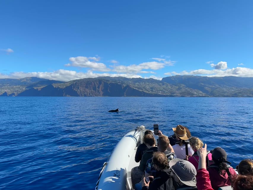 Funchal: Guarantee Wild Dolphin&Whale Watching by RIB - Who This Tour Fits Best (and When to Choose Another Option)