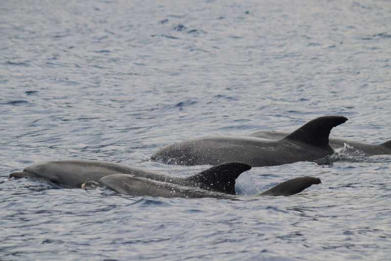 Funchal: Guarantee Wild Dolphin&Whale Watching by RIB - 2.5 Hours at Sea: The Pace, the Patience, and the Payoff