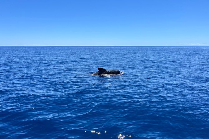 Funchal: Half and Full Day Private Sailboat Tour - Snorkeling, Paddle Board, and Shower Comfort on the Water