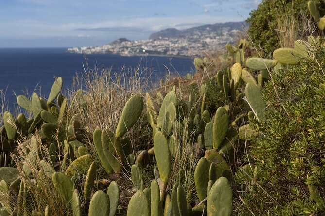 Funchal highlights 5h Private Tour in Madeira - Stop 1: Cristo Rei (Ponta do Garajau) and That 1927 Statue