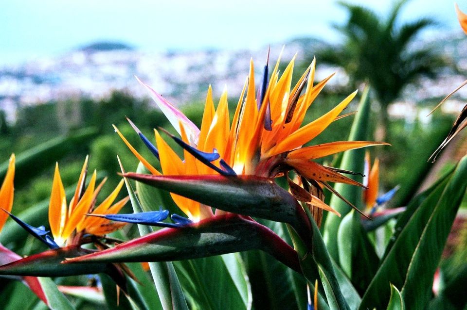 Funchal: Madeira Botanical Garden Private Tuk-Tuk Tour - Who this tour fits best (and who should consider alternatives)